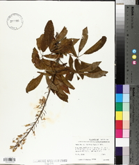 Aesculus californica image