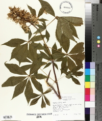 Aesculus arguta image