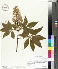 Aesculus arguta image