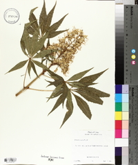 Aesculus arguta image