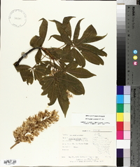 Aesculus glabra image