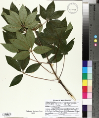 Aesculus glabra image