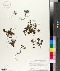 Limnobium spongia image