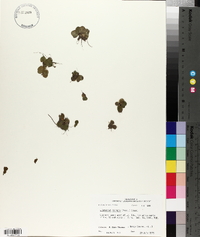 Limnobium spongia image