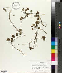 Limnobium spongia image