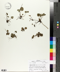 Limnobium spongia image