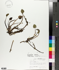 Limnobium spongia image