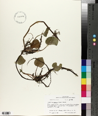 Limnobium spongia image