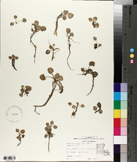 Limnobium spongia image