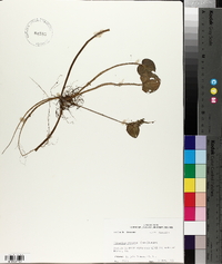 Limnobium spongia image