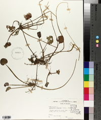 Limnobium spongia image