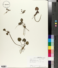 Limnobium spongia image