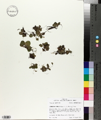 Limnobium spongia image