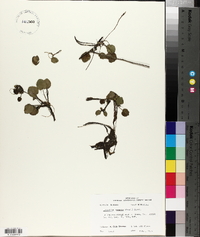 Limnobium spongia image