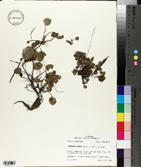 Limnobium spongia image