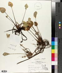 Limnobium spongia image
