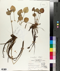 Limnobium spongia image