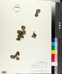 Limnobium spongia image