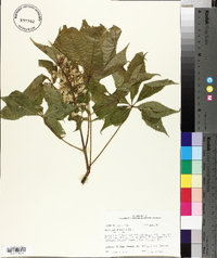 Aesculus glabra image