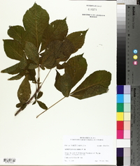 Aesculus glabra image