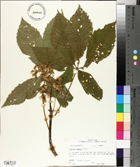 Aesculus glabra image