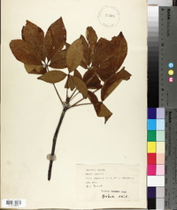 Aesculus glabra image