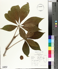 Aesculus glabra image