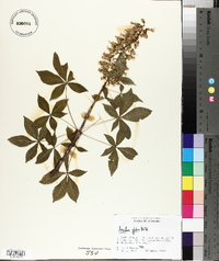 Aesculus glabra image