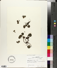 Limnobium spongia image