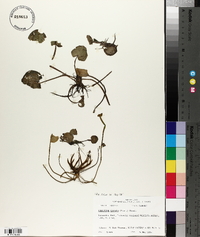 Limnobium spongia image