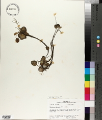 Limnobium spongia image