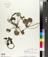 Limnobium spongia image