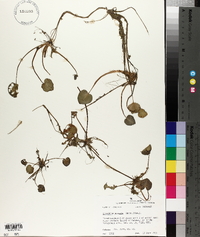 Limnobium spongia image