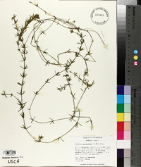 Hydrilla verticillata image