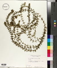 Hydrilla verticillata image