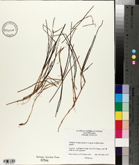 Halodule wrightii image