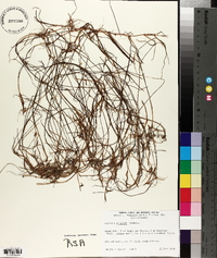 Halodule wrightii image