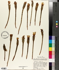 Stratiotes aloides image