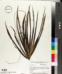 Stratiotes aloides image