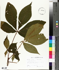 Aesculus flava image