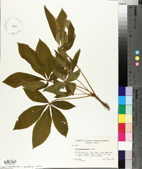 Aesculus flava image