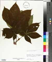 Aesculus flava image