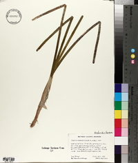 Thalassia testudinum image