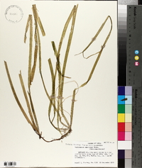 Vallisneria americana image