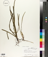 Vallisneria americana image