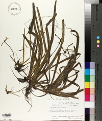 Vallisneria americana image