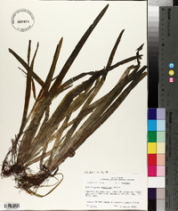 Vallisneria americana image