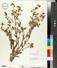 Emmenanthe penduliflora image