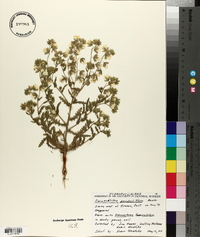 Emmenanthe penduliflora image