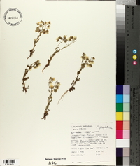Emmenanthe penduliflora image